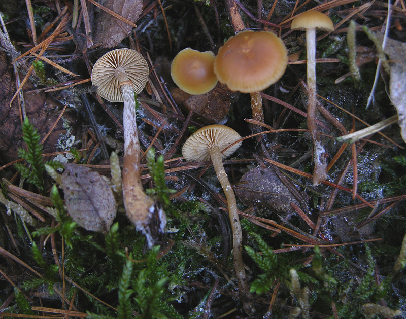Galerina da determinare n29